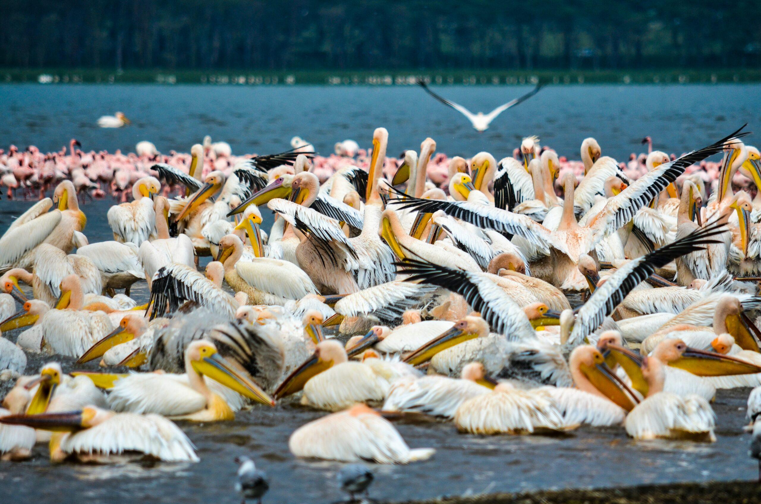 LAKE NAKURU NATIONAL PARK: AN AFRICAN BIRD PARADISE